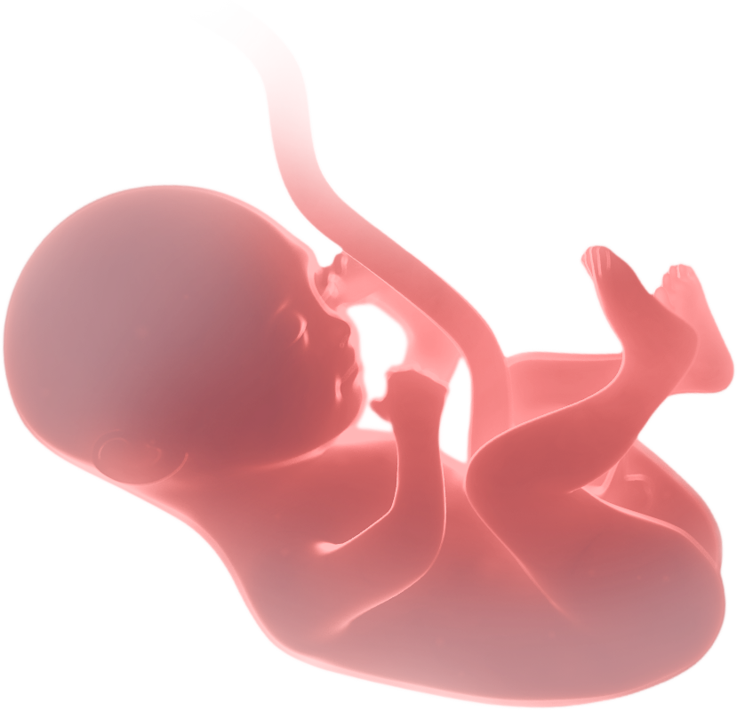 badania prenatalne - embrion